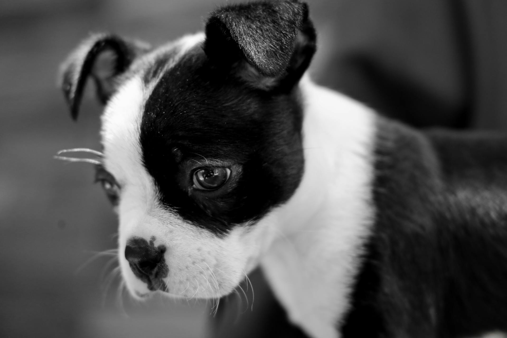 Grayscale Photo of a Boston Terrier Puppy