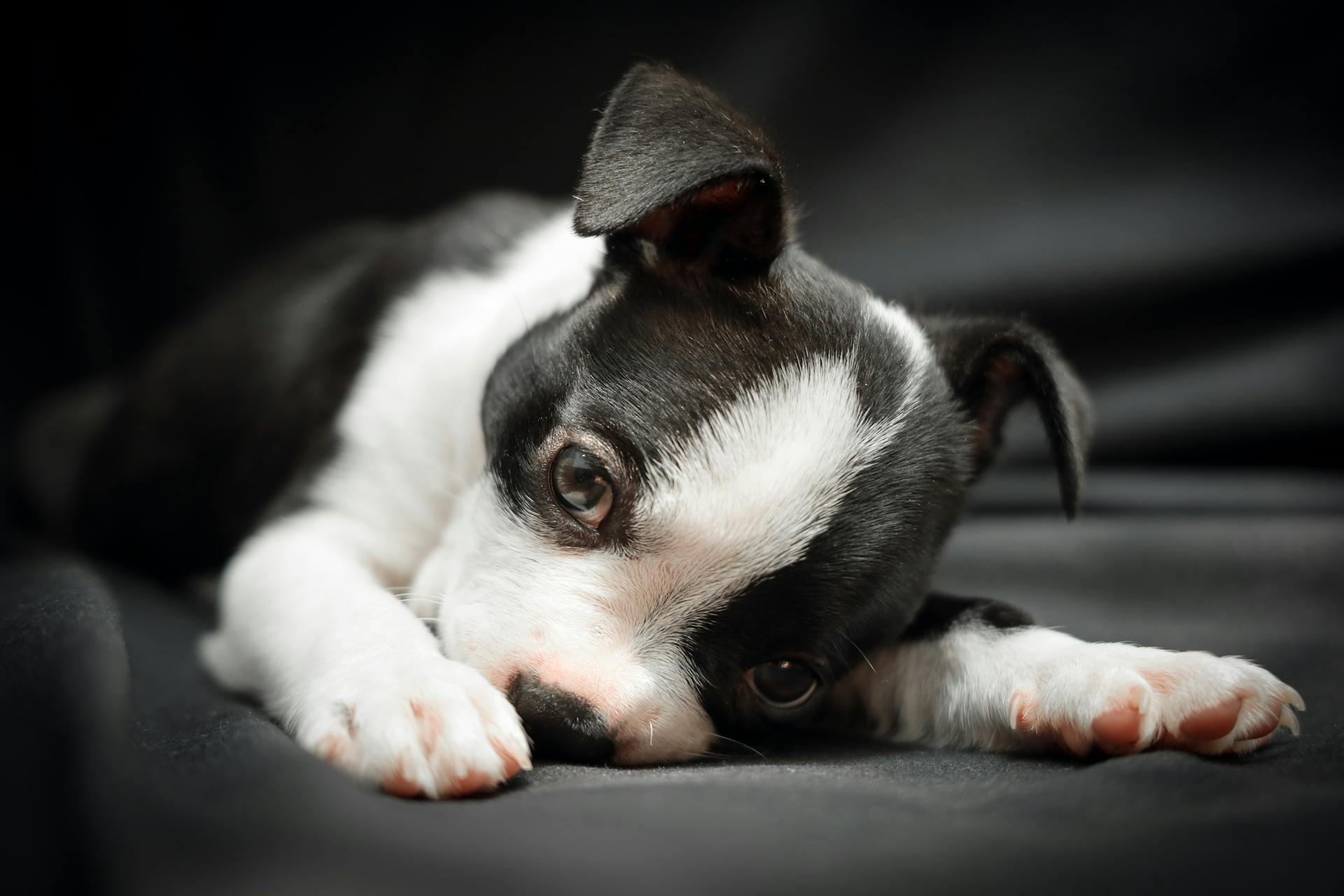 Een close-up van een Boston Terrier