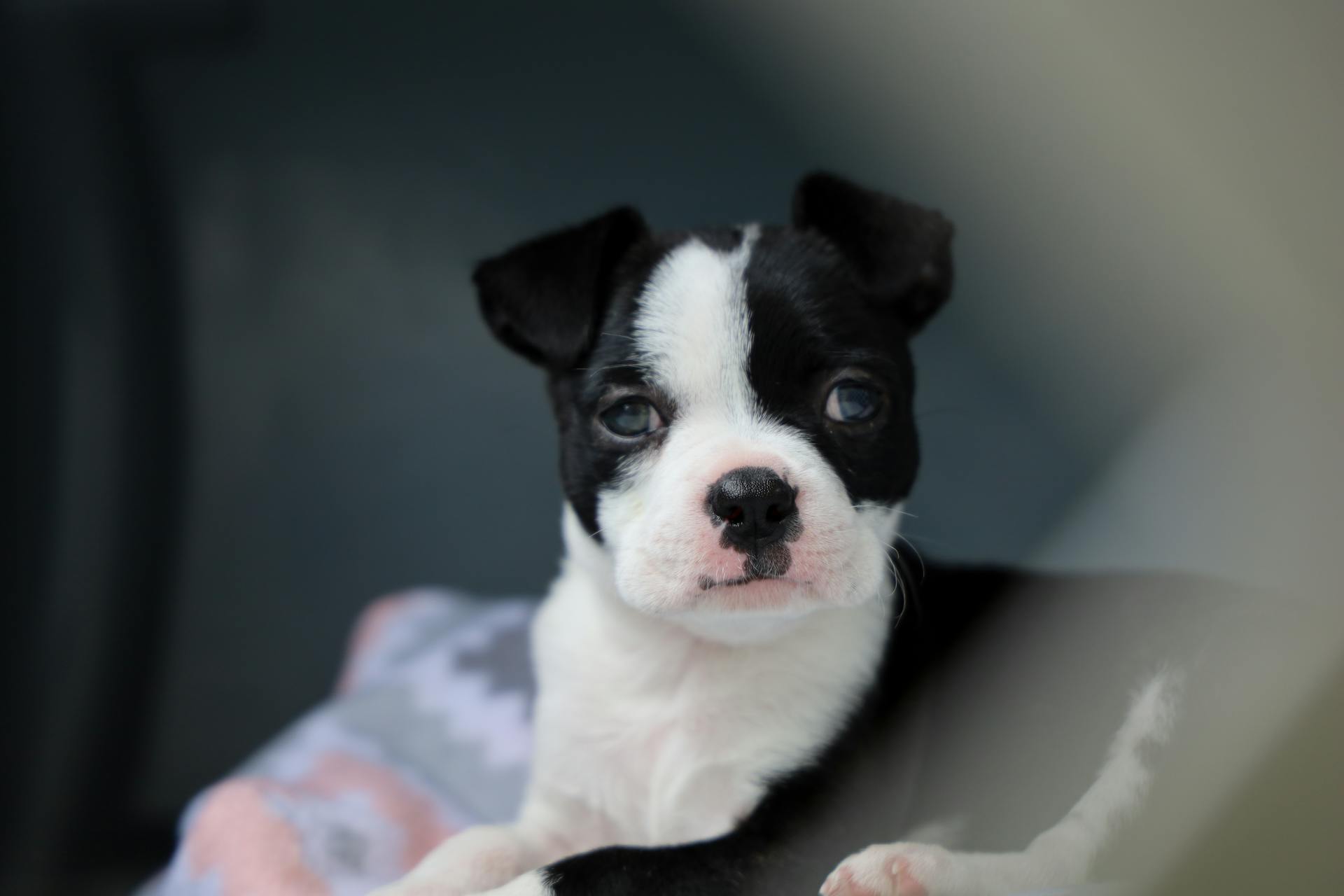 Black and White Short Coated Small Dog