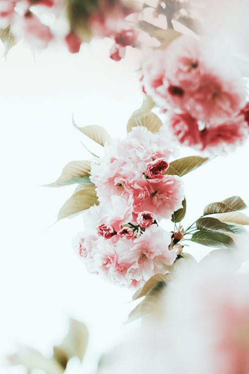 Close-up of Pink and White Flowers 