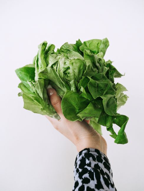 A hand holding fresh green lettuce against a white background, perfect for health and food themes.