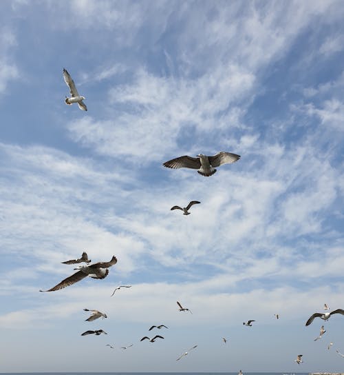 Foto profissional grátis de animais selvagens, bando, céu azul