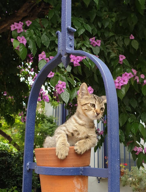 Cute Tabby Kitten on a Pot 