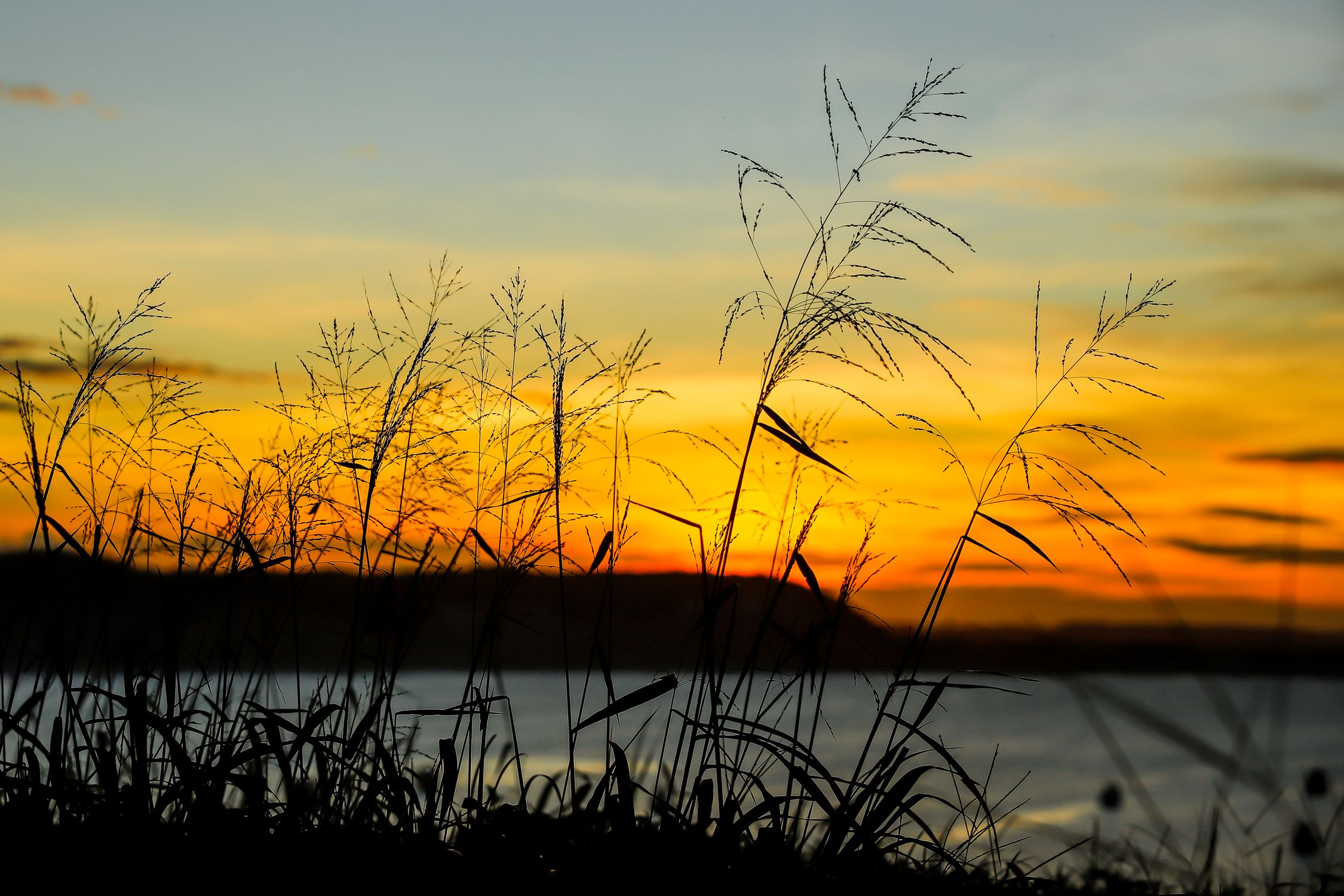 Silhouette of Grass During Sunset · Free Stock Photo