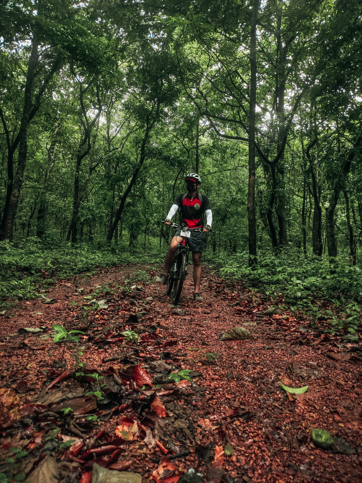 A cyclist enjoying an adventurous ride through a lush green forest trail. Illustrative editorial photograph.