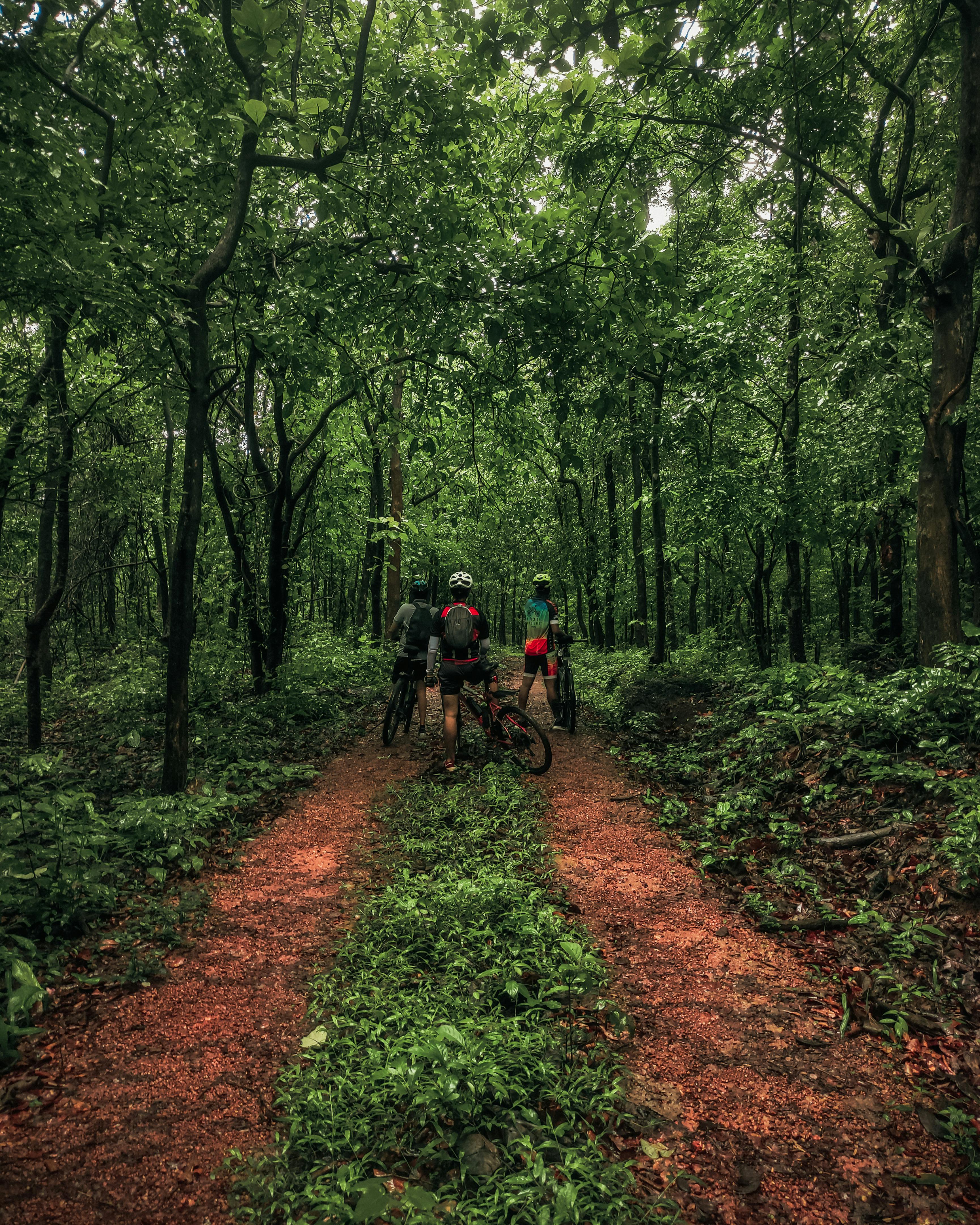 Cyclist on a forested dirt trail on Pulau Ubin, Singapore