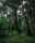 nature walk
