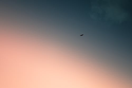 Fotobanka s bezplatnými fotkami na tému cicavec, farby západu slnka, krídla