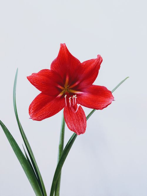 Free Close-up of a striking red amaryllis flower, showcasing its vivid petals and green leaves. Stock Photo