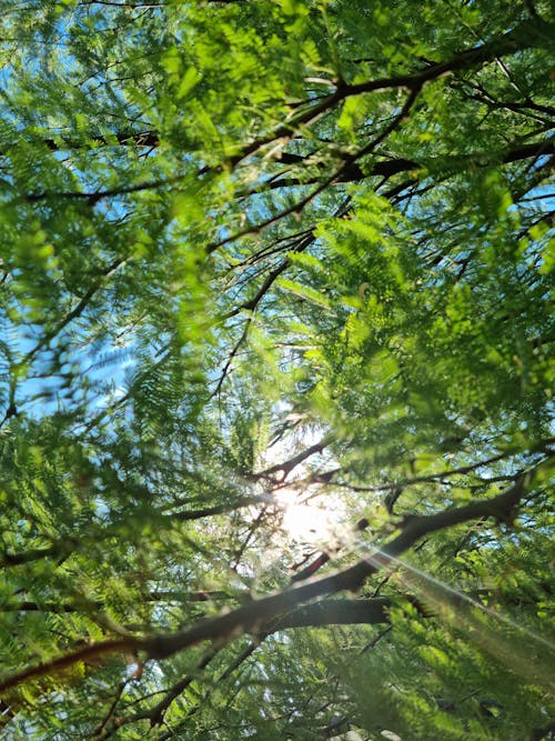 Free stock photo of green, sun, tree Stock Photo