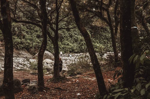 Foto profissional grátis de ao ar livre, árvores, aventura