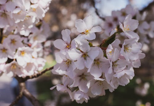 Gratis stockfoto met almendro, flores, primavera