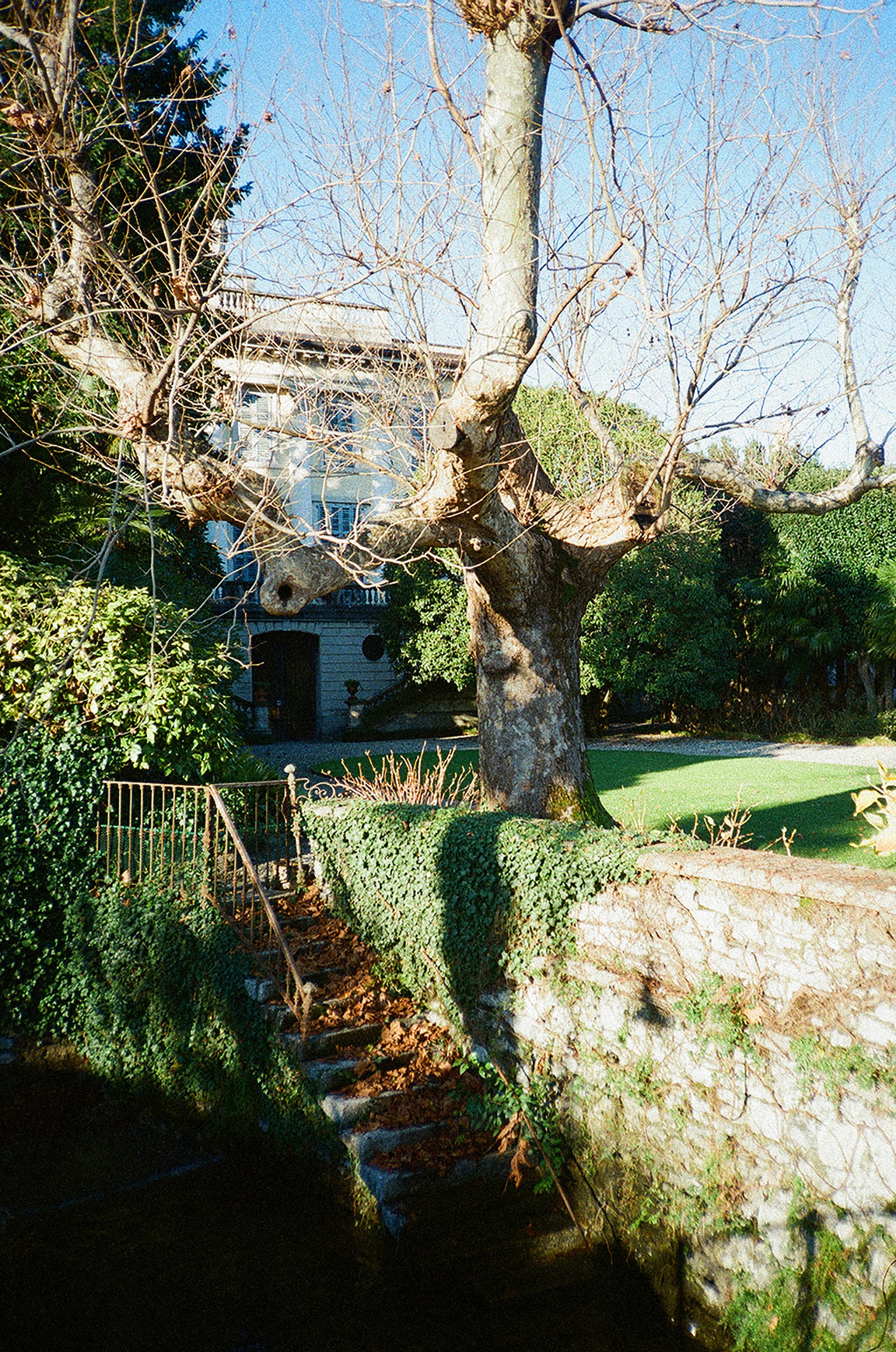 A picturesque garden with a bare tree and charming stone staircase in autumn sunlight.