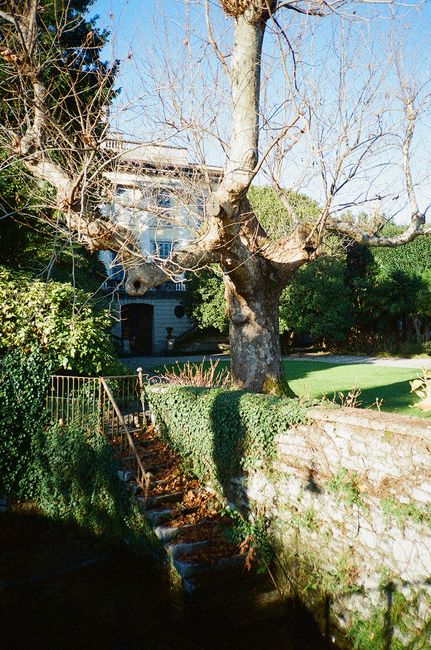 A picturesque garden with a bare tree and charming stone staircase in autumn sunlight.