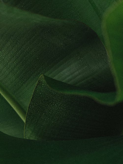 Close Up Photo of a Banana Leaf