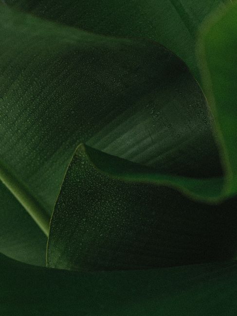 Detailed close-up of green banana leaves adorned with fresh dew droplets.