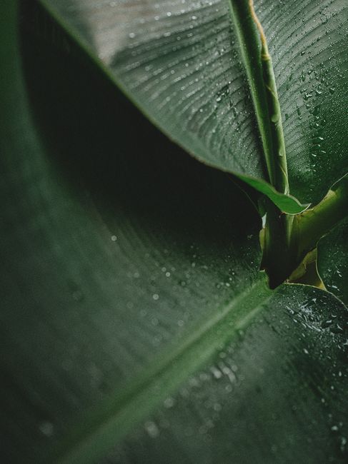 A detailed view of a lush green tropical leaf with water droplets after rain.