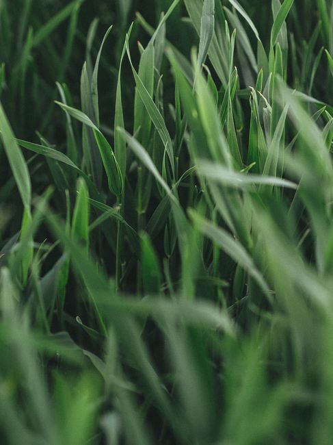 A close-up shot of lush green grass blades, capturing the vibrant freshness of nature.