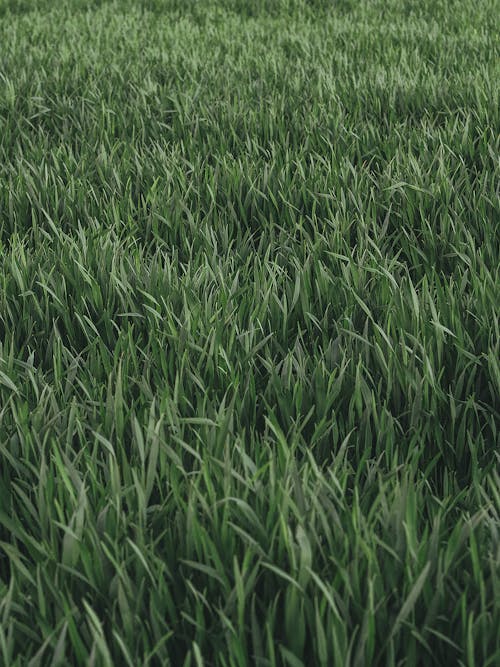 Kostnadsfri bild av blad av gräs, fält, frodig