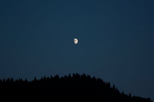 Free Silhouette of Trees under a Half Moon Stock Photo