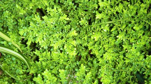 Free stock photo of plants Stock Photo