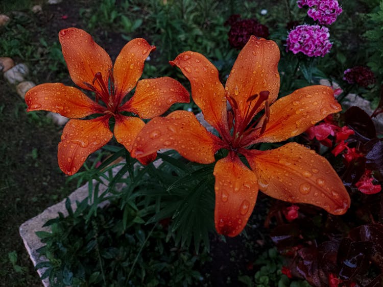 Exotic Flowers In Rain Droplets