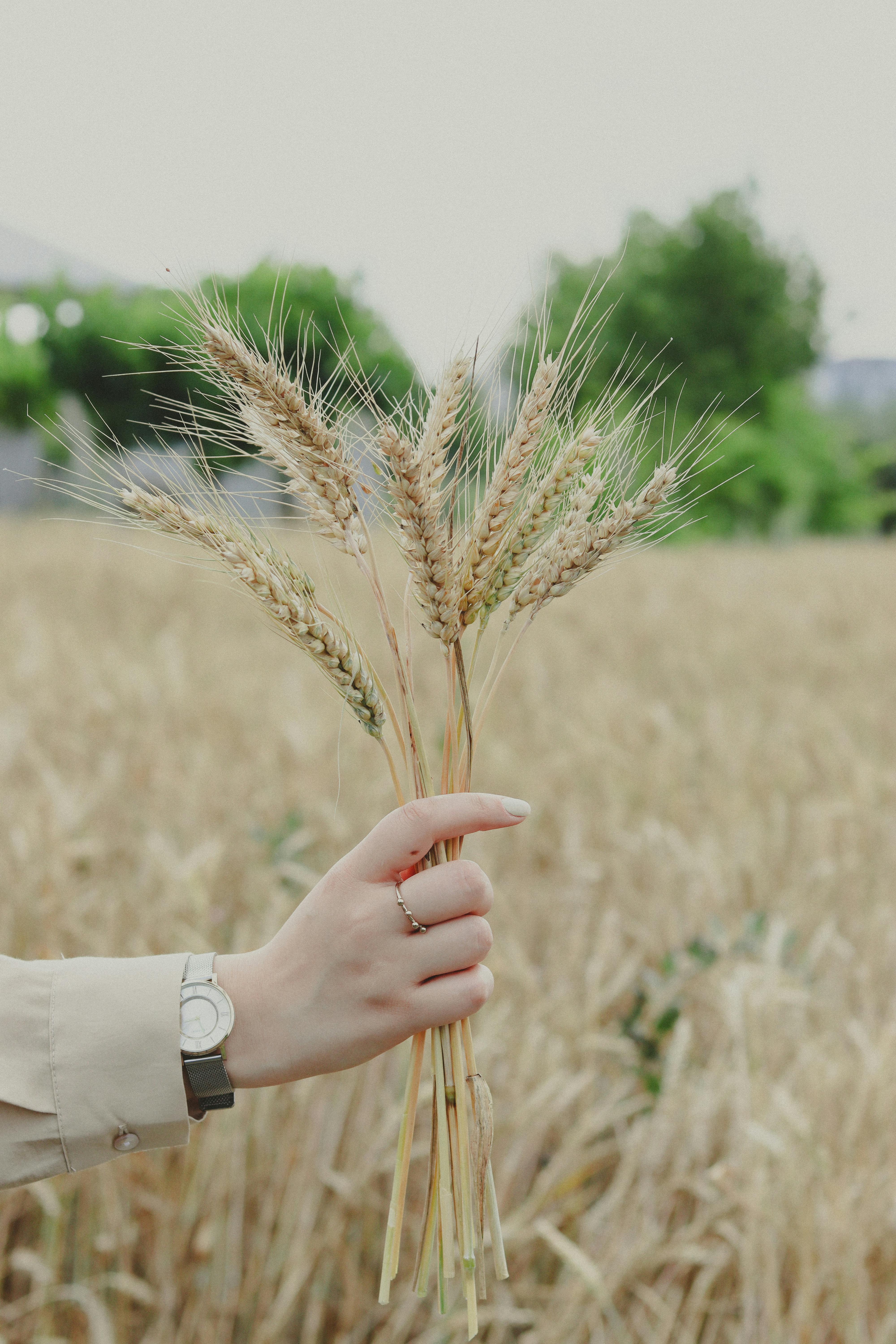 Gratuit Photos gratuites de à base de plantes, agriculture, agronomie Photos