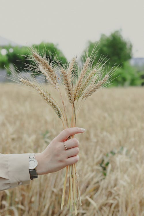 Wheat spikes in womans hand
