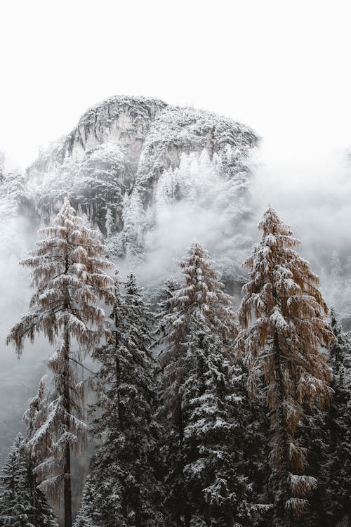 Fir Trees in the Mountain Covered with Snow