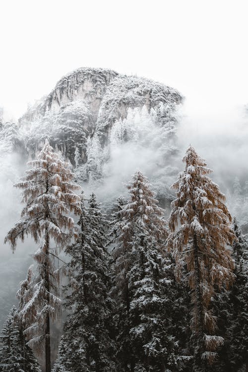 Foto profissional grátis de abetos, cênico, com frio