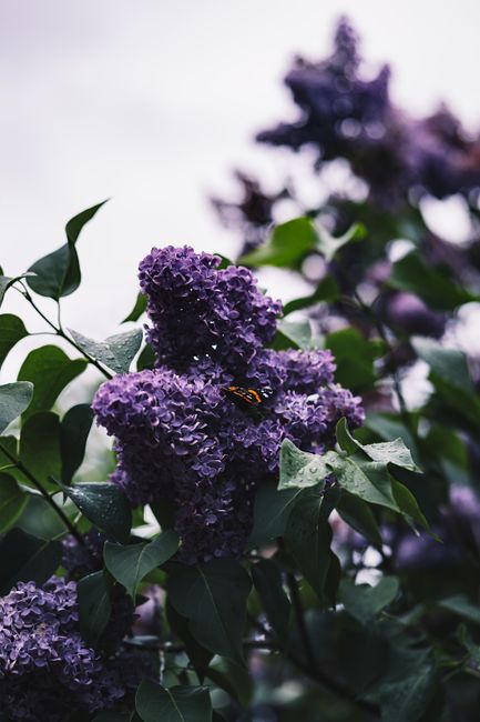 A close-up view of a butterfly perched on clusters of lilac flowers with fresh green leaves.