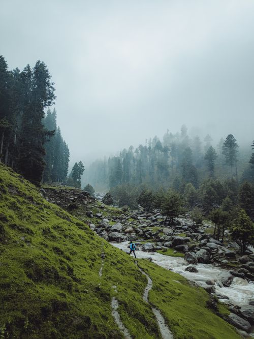 Free A foggy forest scene with lush green grass, rocks, tall trees, and a flowing stream. Stock Photo