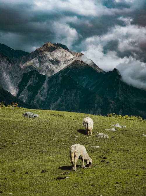 Sheep on Pasture Grass