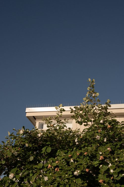 Free A modern house roof with lush green foliage against a clear blue sky. Stock Photo