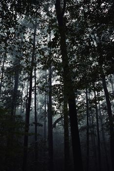 A mysterious view of a foggy forest with tall trees reaching into the misty sky.