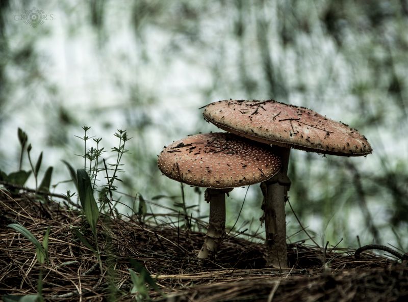 Perlpilz vs. Fliegenpilz Vergleich – zwei Amanita-Arten im Nadelwald