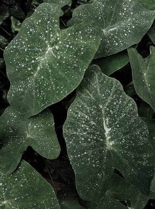 Close-Up Shot of Big Leaves with Water Droplets