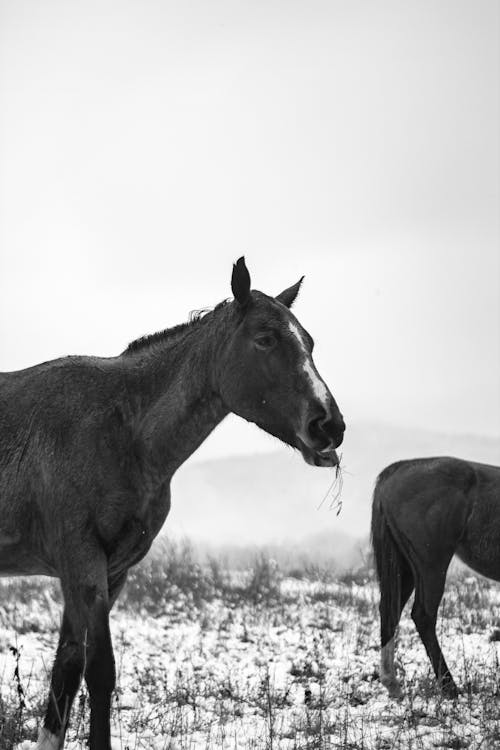 Immagine gratuita di bianco e nero, cavalli, cavallo marrone