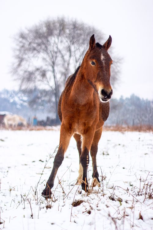 Free A brown horse in a snowy field during winter in Argentina, capturing a serene winter wildlife scene. Stock Photo