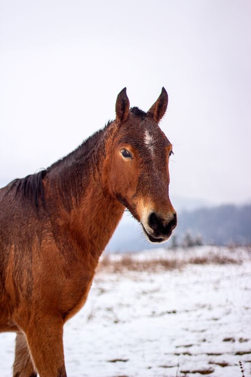 Free Beautiful brown horse standing in a snowy field in Santa Rosa, Argentina. Stock Photo