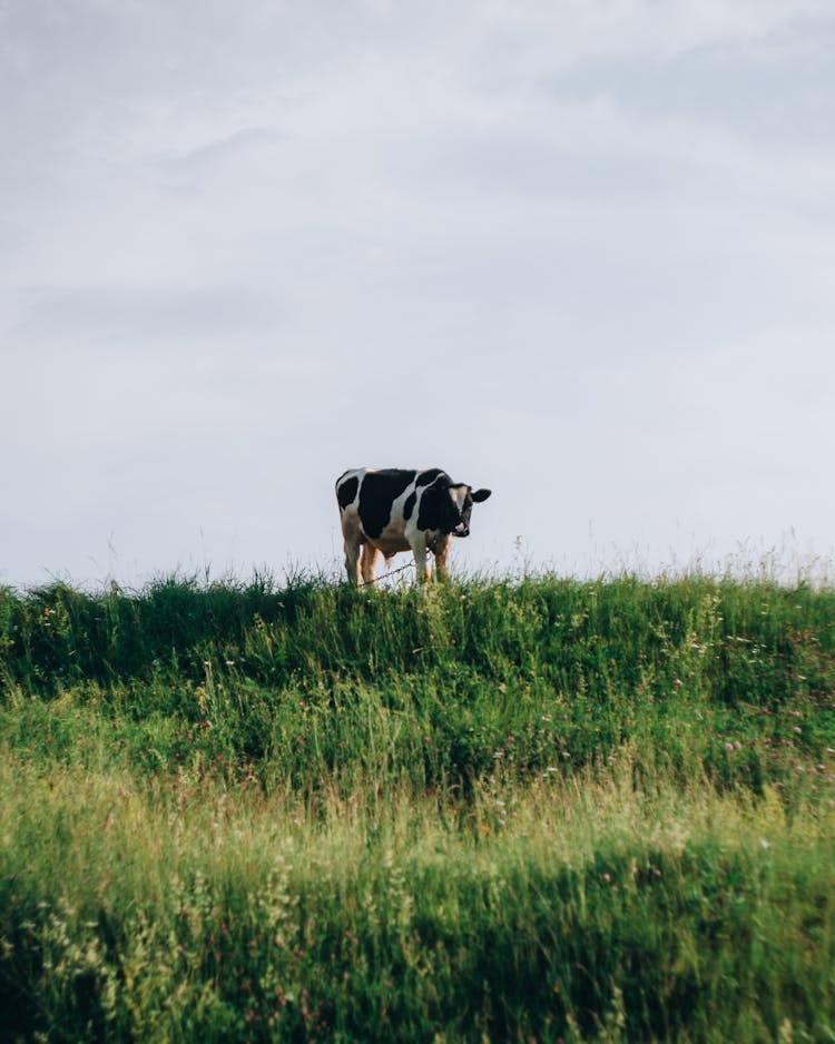 A Cow Standing On The Grass