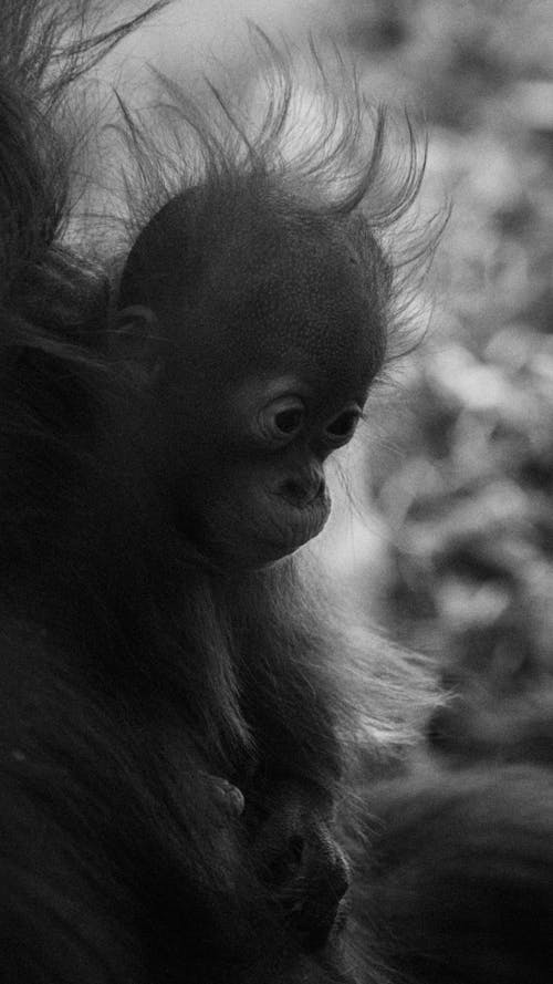 Grayscale Photo of Monkey 