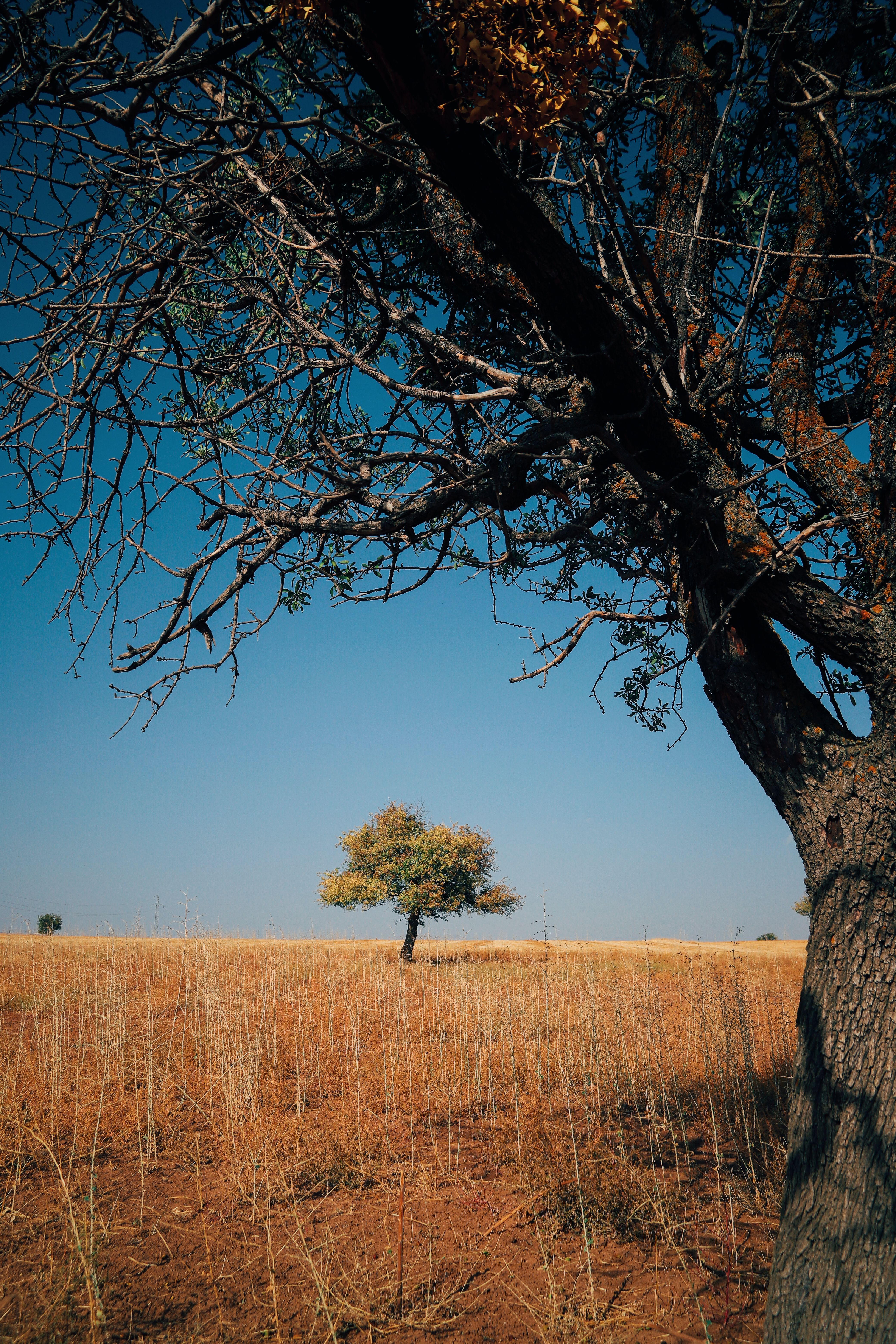 A solitary tree stands in a sunlit field with a clear blue sky.