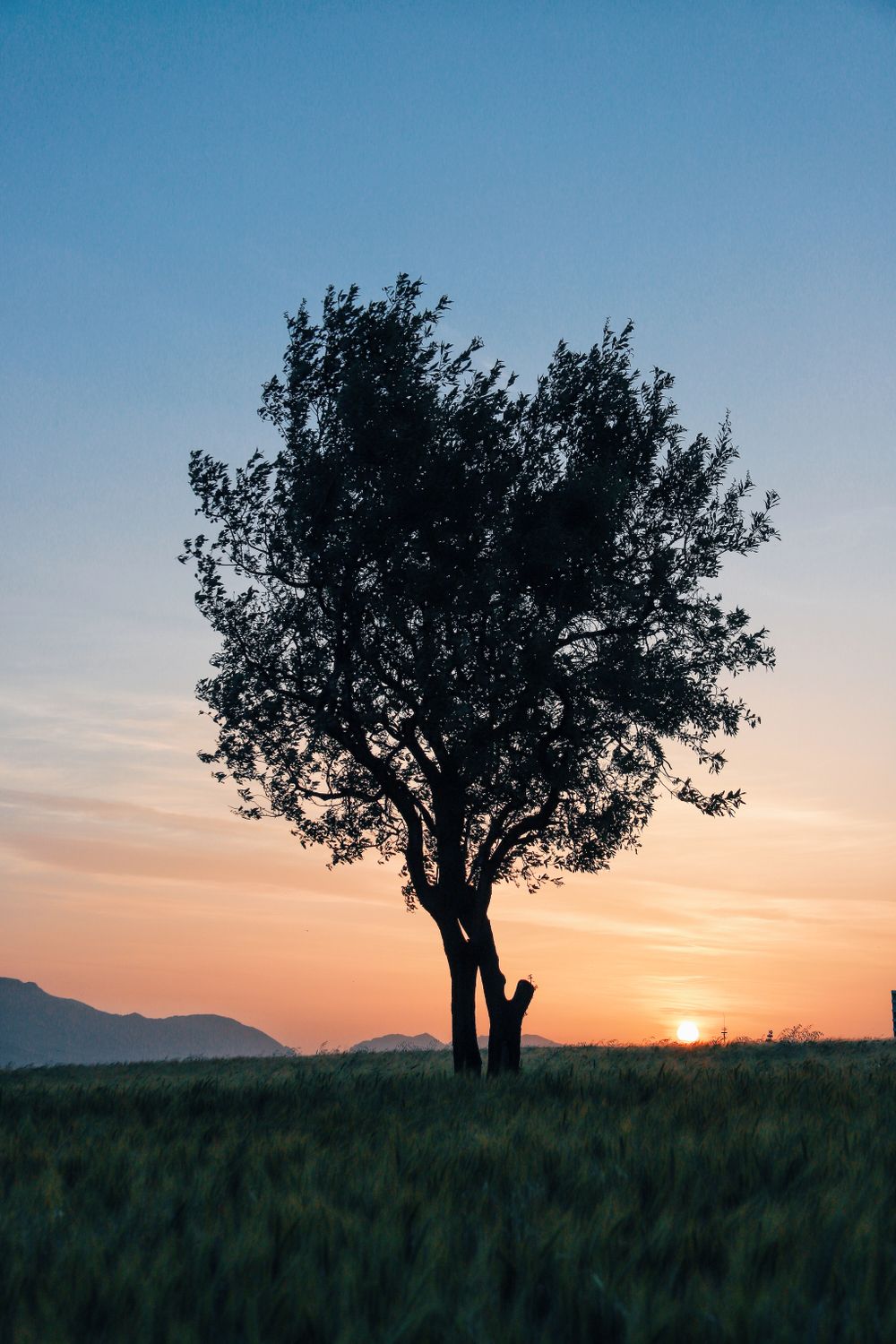 View of a Tree During Sunset · Free Stock Photo