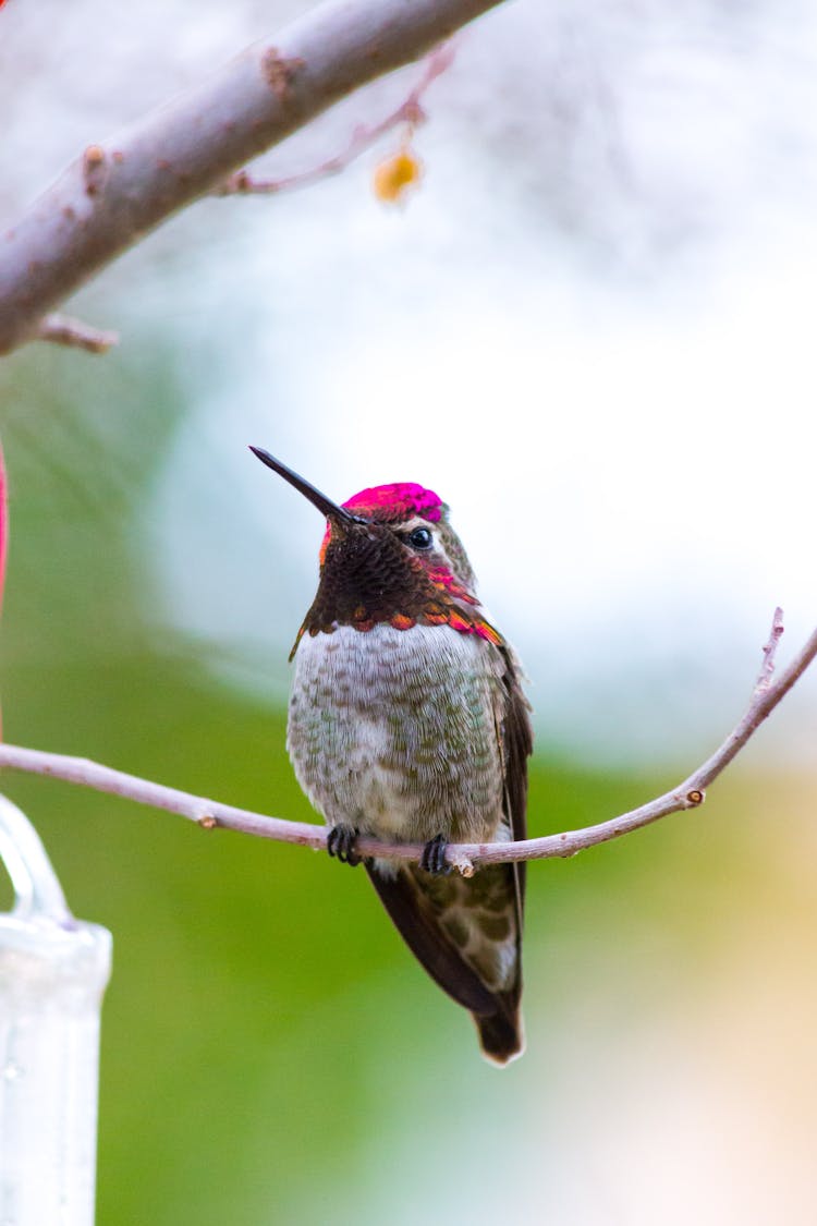 Close-up Of An Anna's Hummingbird