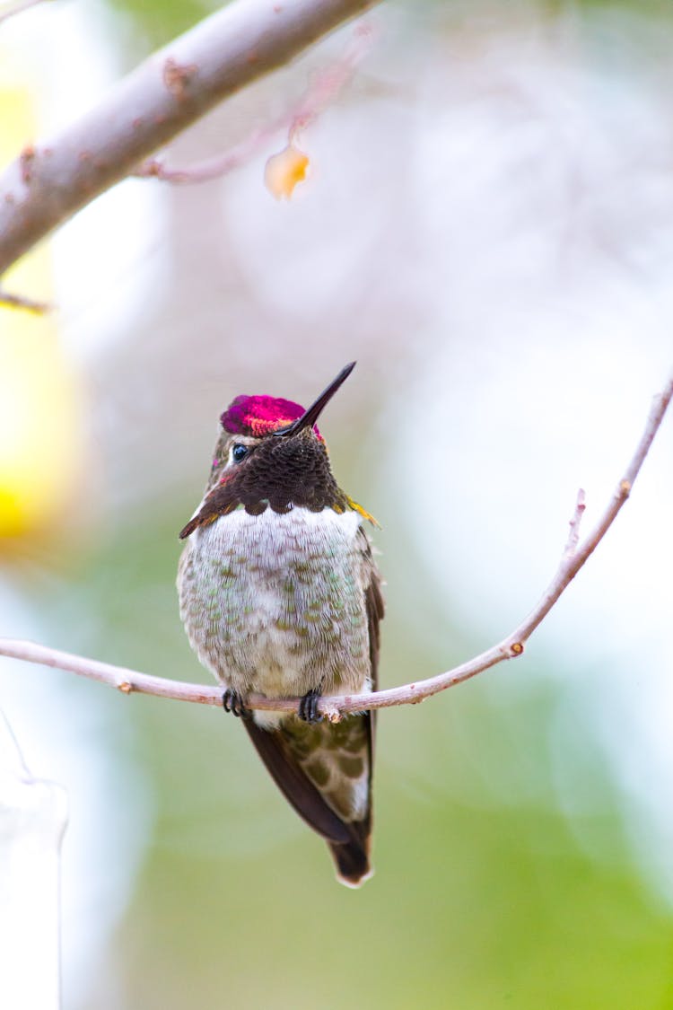 A Hummingbird Perched On A Twig