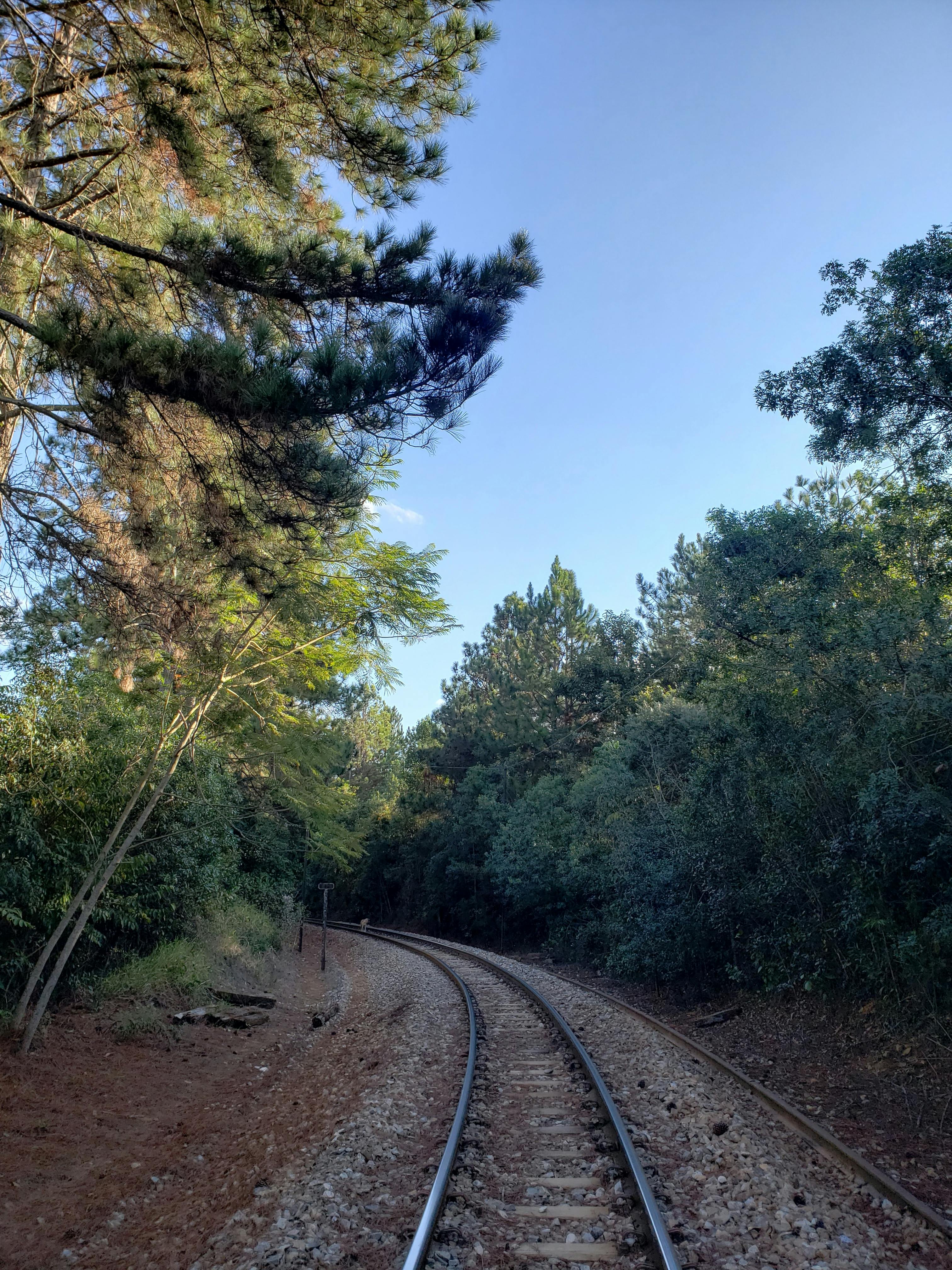 Professional template preview showing a professional resume layout