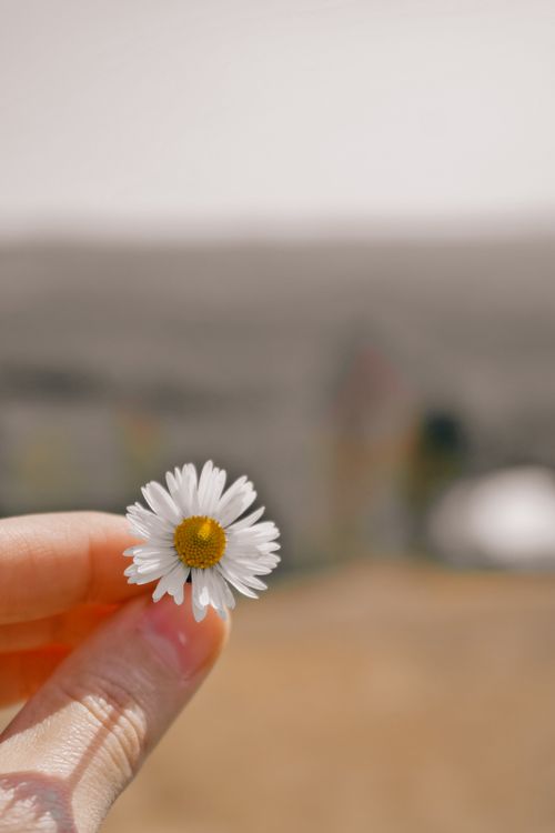Free A hand holding a delicate white daisy with blurred outdoor background, emphasizing nature's simplicity. Stock Photo