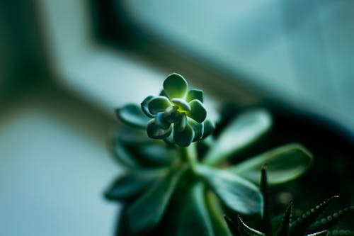 Darmowe zdjęcie z galerii z 35 mm, roślina wewnętrzna, soczysta roślina