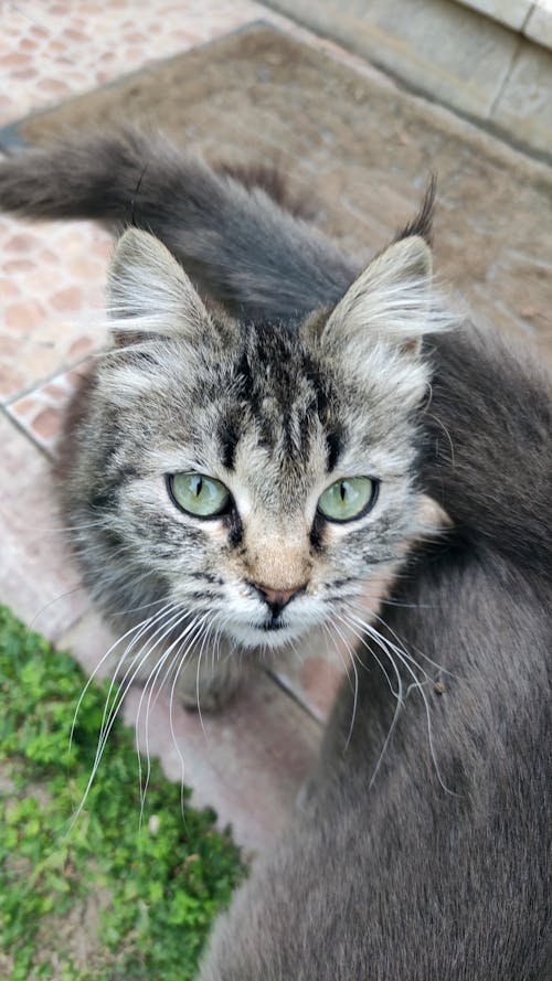 Close-Up Shot of a Cute Gray Tabby Cat